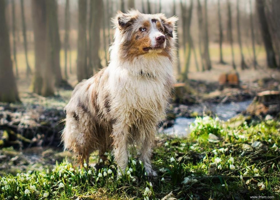 Origines des 50 races de chiens les plus populaires 