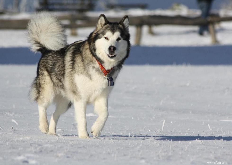 Histoires derrière chaque race de chien originaire d Amérique 