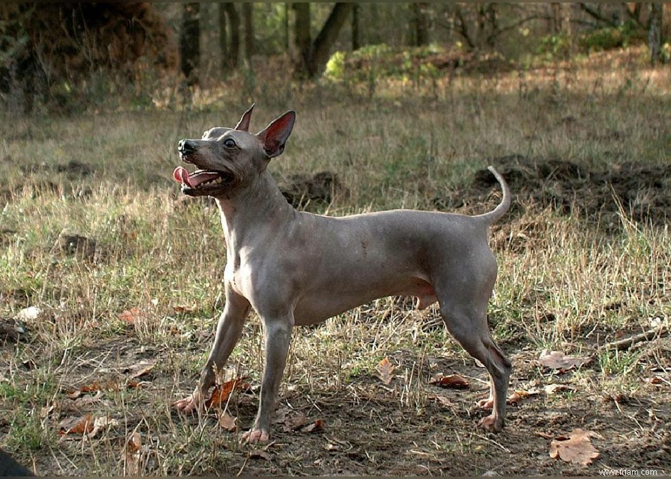 Histoires derrière chaque race de chien originaire d Amérique 