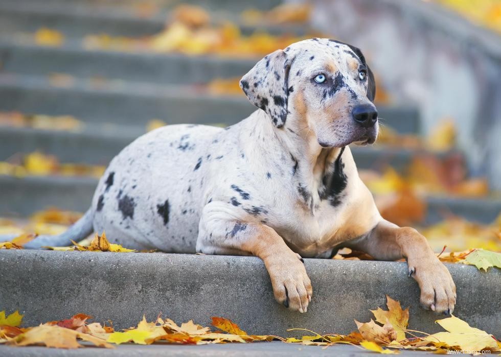 Histoires derrière chaque race de chien originaire d Amérique 