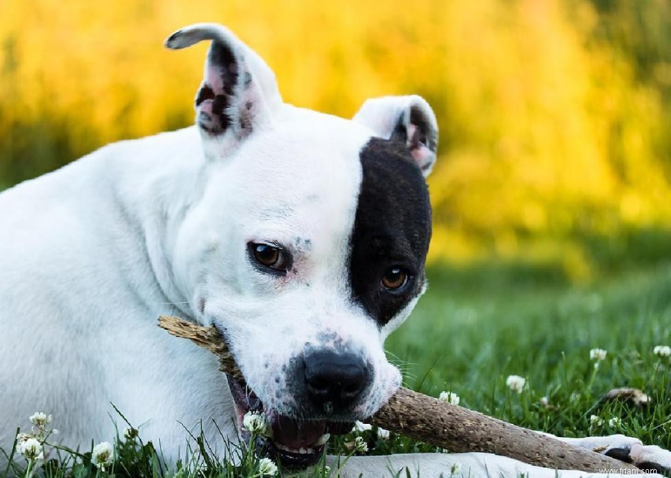 Histoires derrière chaque race de chien originaire d Amérique 