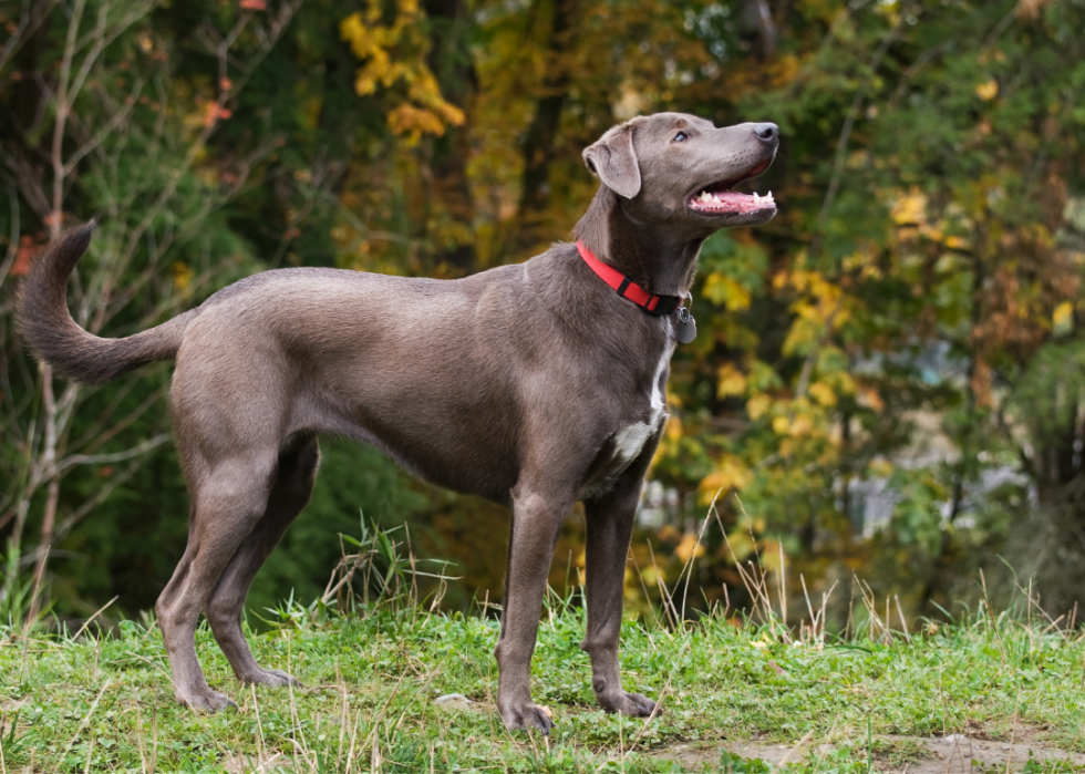 Histoires derrière chaque race de chien originaire d Amérique 