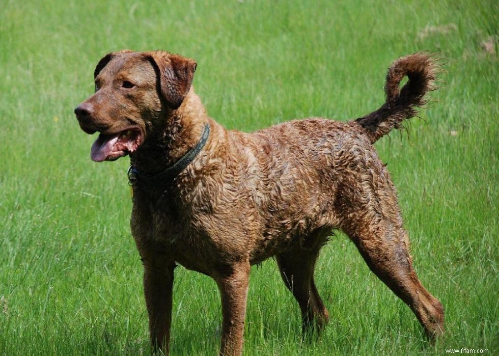 Histoires derrière chaque race de chien originaire d Amérique 