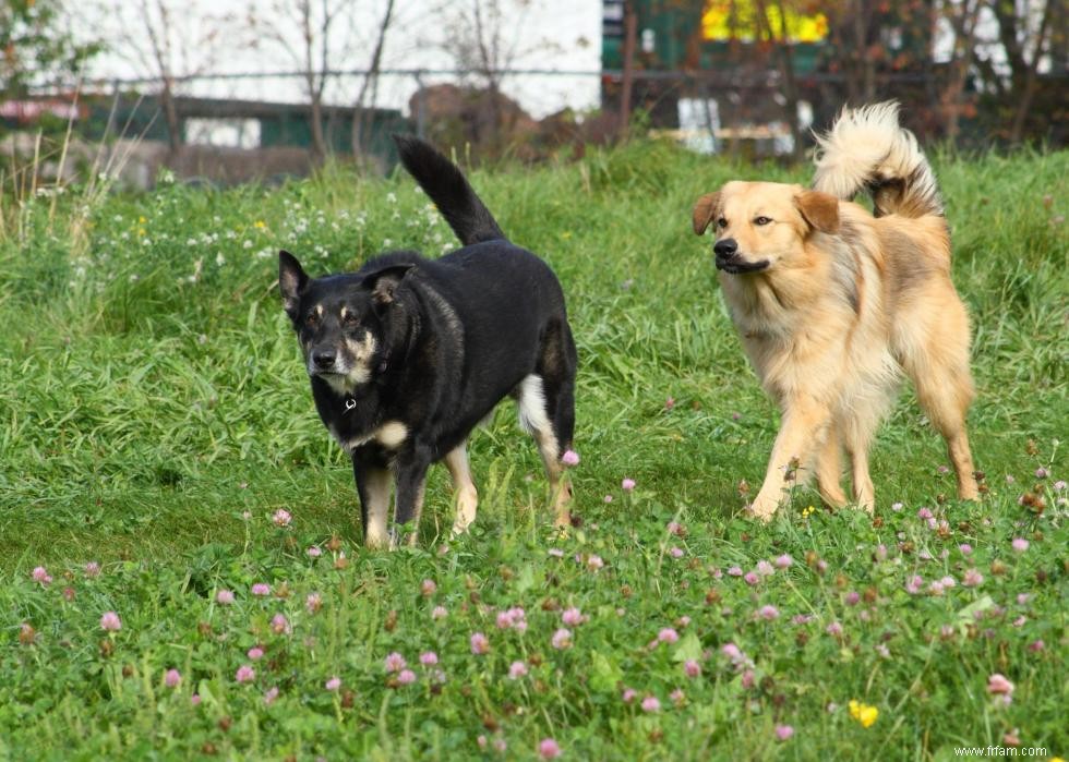 Histoires derrière chaque race de chien originaire d Amérique 