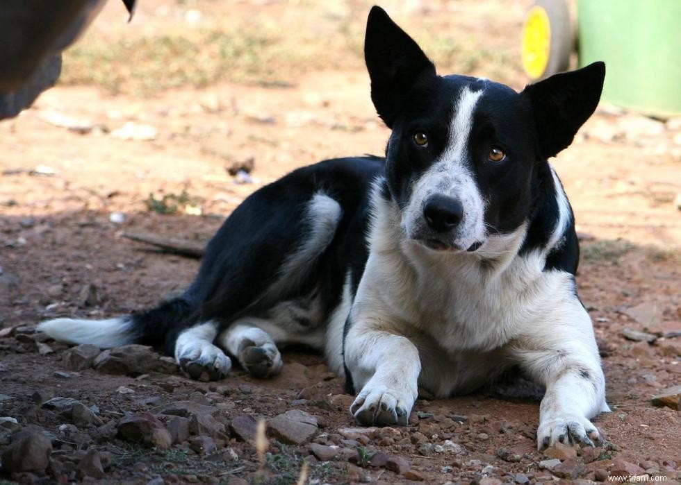 Histoires derrière chaque race de chien originaire d Amérique 