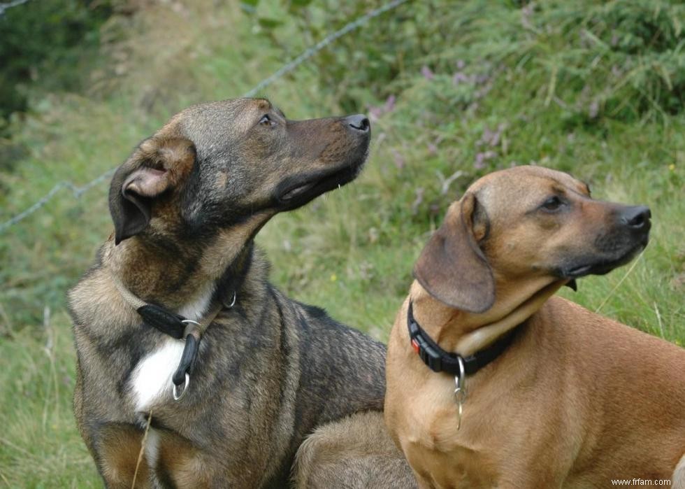 Histoires derrière chaque race de chien originaire d Amérique 