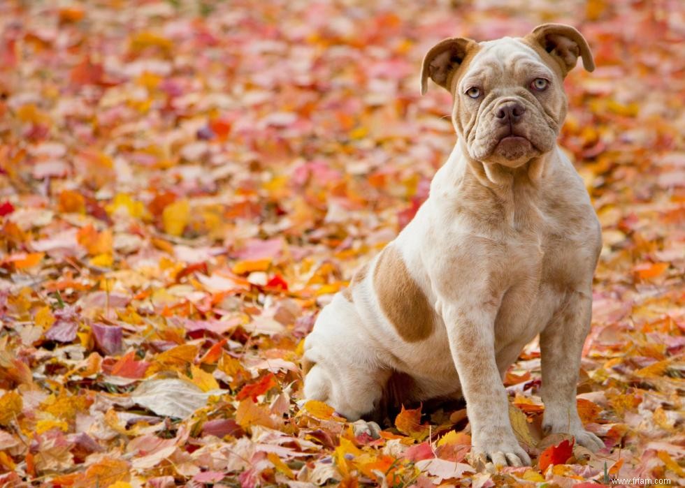 Histoires derrière chaque race de chien originaire d Amérique 