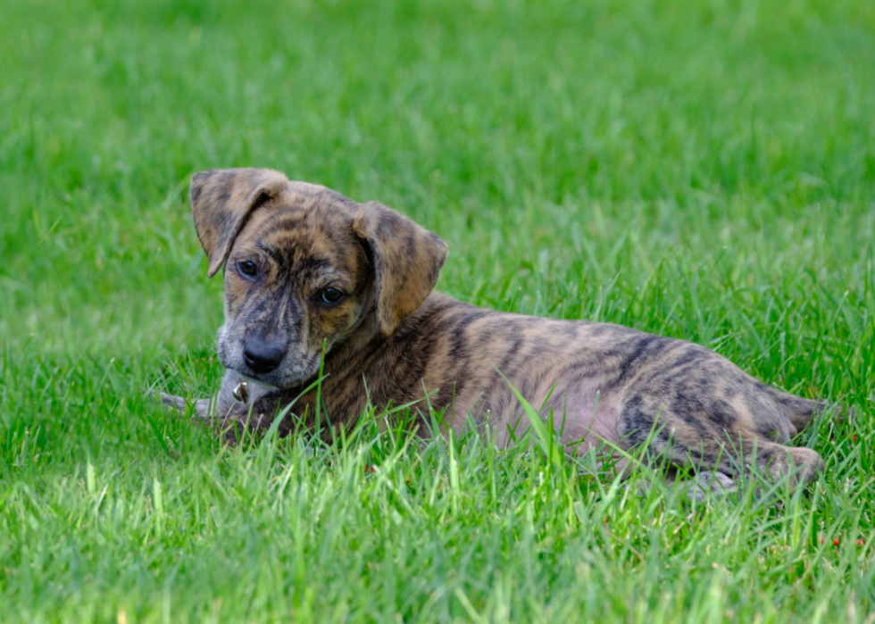 Histoires derrière chaque race de chien originaire d Amérique 