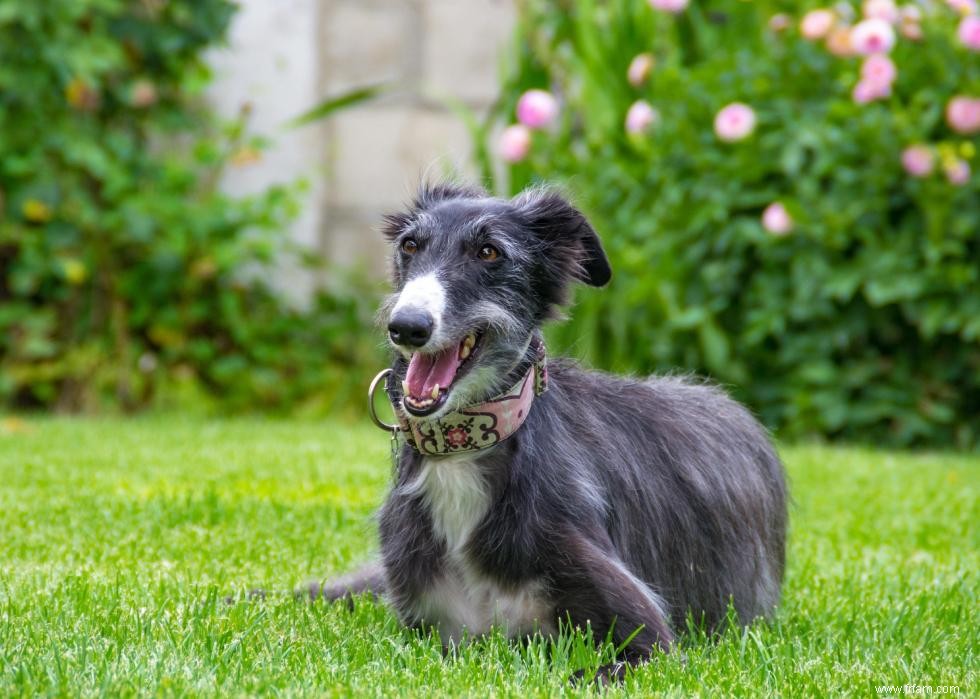 Histoires derrière chaque race de chien originaire d Amérique 