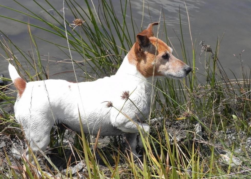 Histoires derrière chaque race de chien originaire d Amérique 