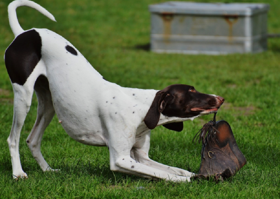 Histoires derrière chaque race de chien originaire d Amérique 