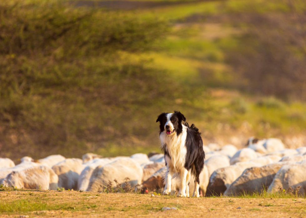 Les plus grandes races de chiens 