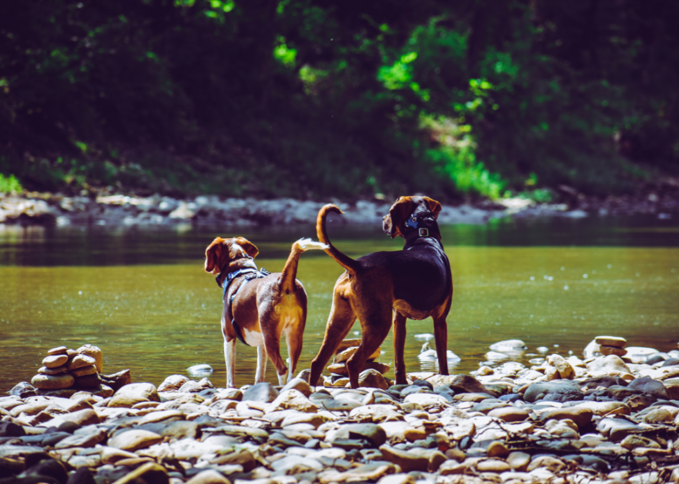 Les plus grandes races de chiens 