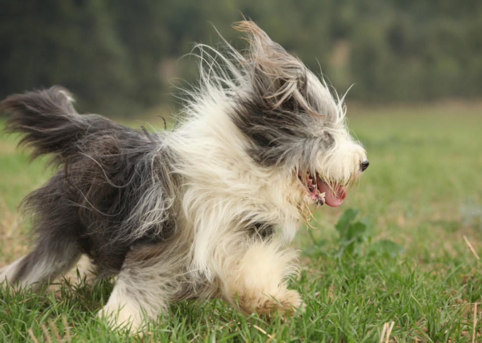 Les plus grandes races de chiens 