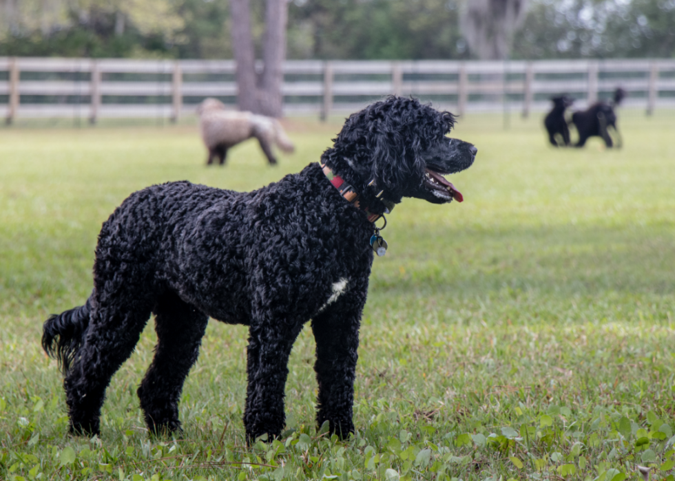 Les plus grandes races de chiens 