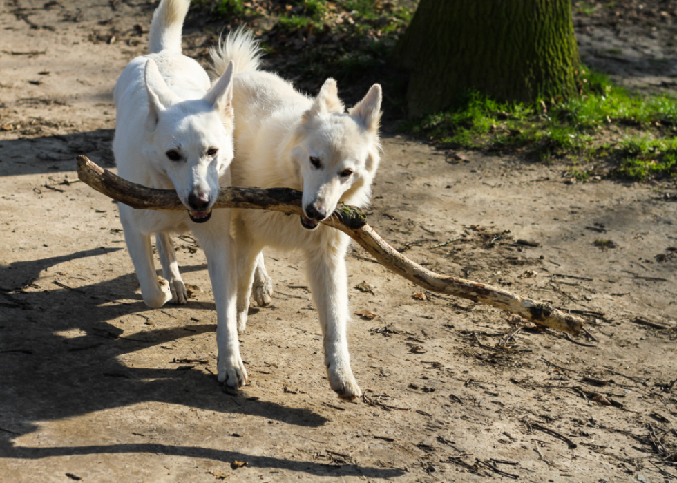 Les plus grandes races de chiens 