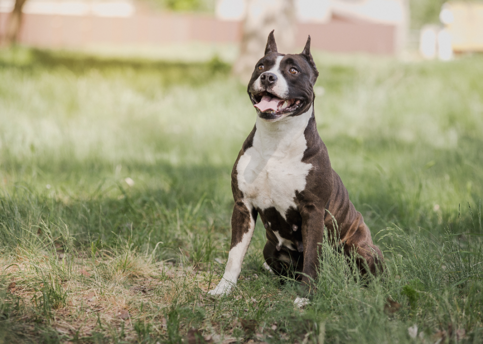 Les plus grandes races de chiens 