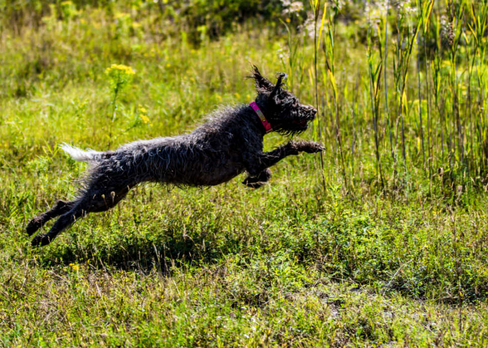 Les plus grandes races de chiens 