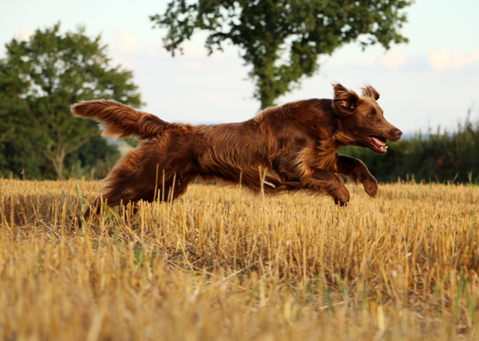 Les plus grandes races de chiens 