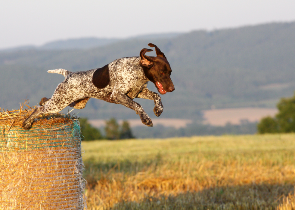 Les plus grandes races de chiens 