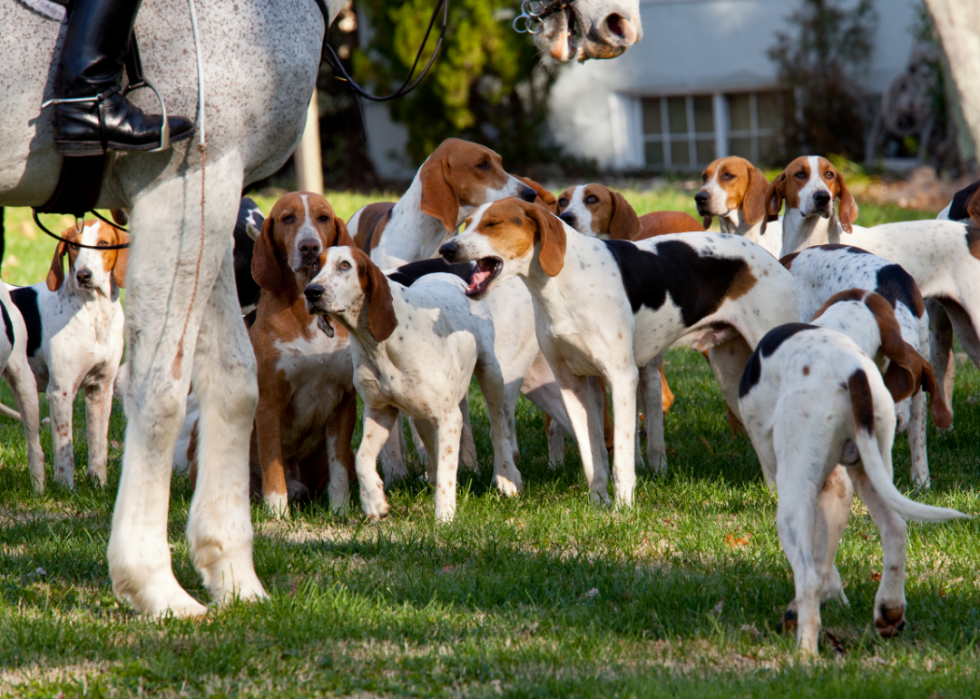 Les plus grandes races de chiens 