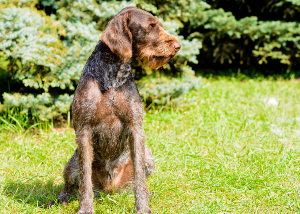 Les plus grandes races de chiens 