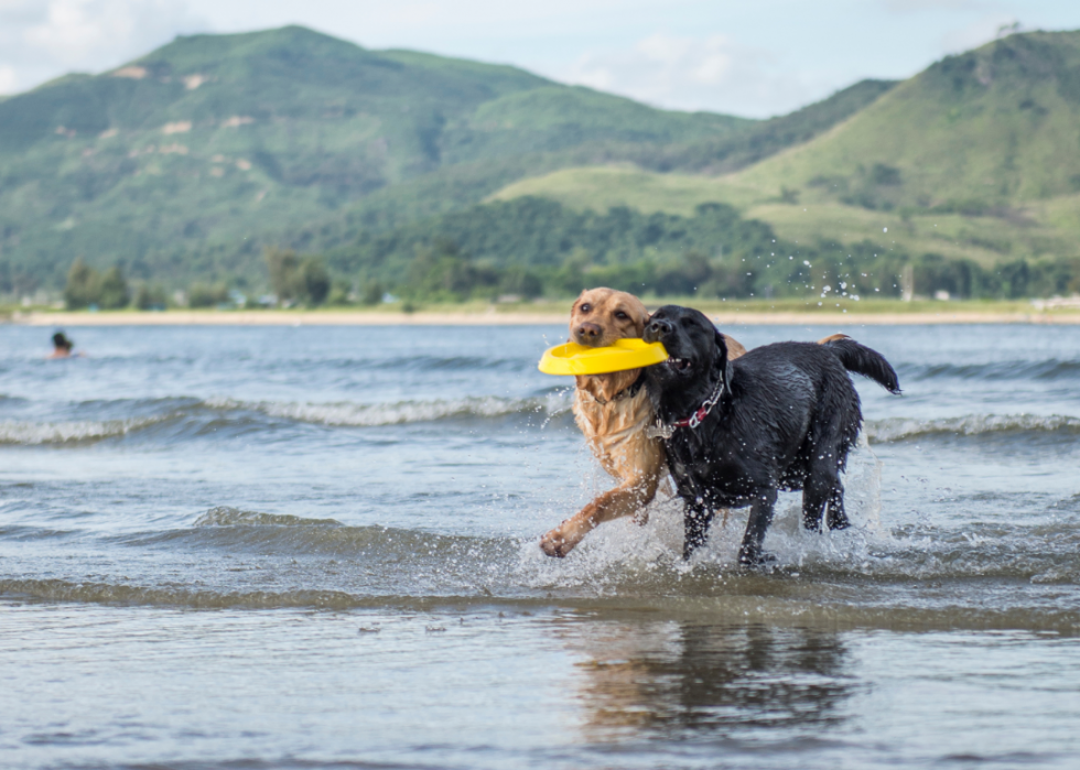 Les plus grandes races de chiens 