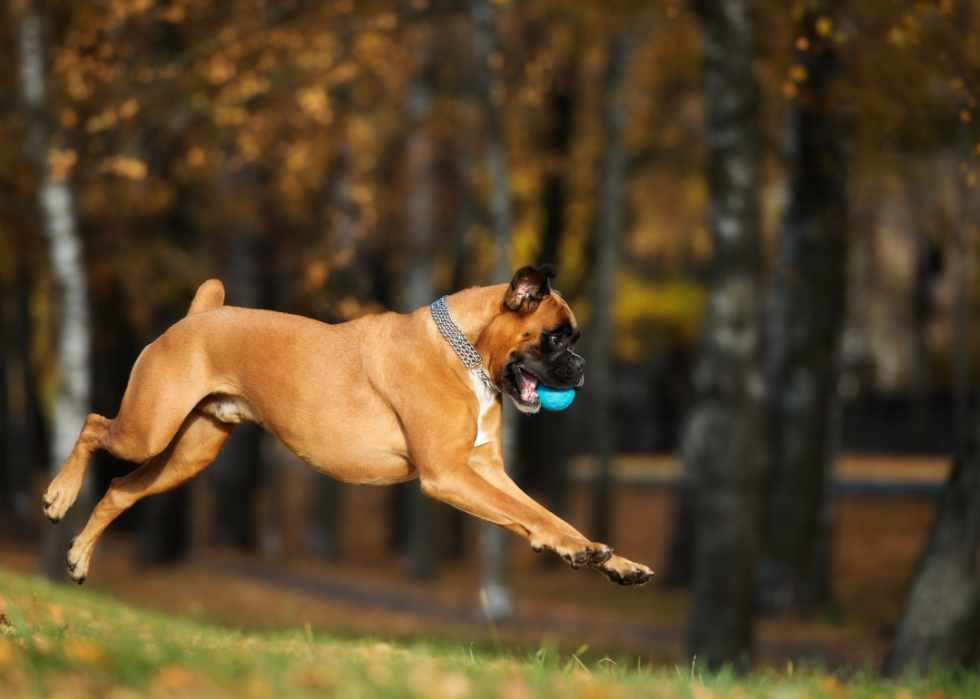 Les plus grandes races de chiens 