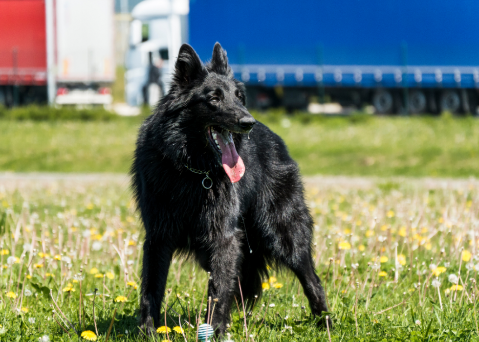 Les plus grandes races de chiens 