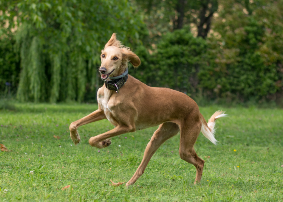 Les plus grandes races de chiens 