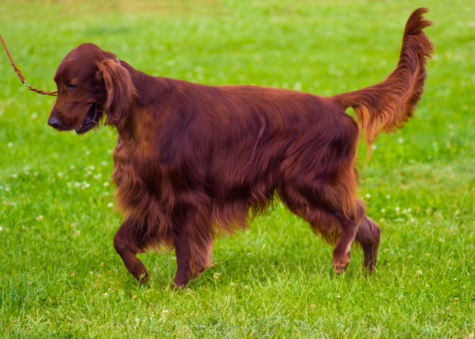 Les plus grandes races de chiens 