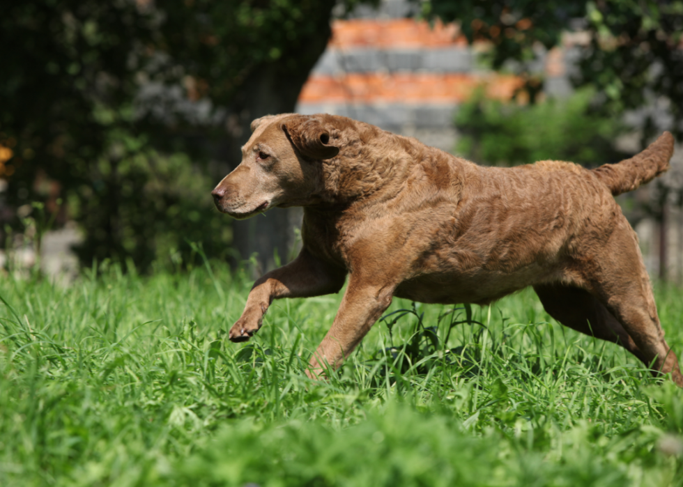 Les plus grandes races de chiens 