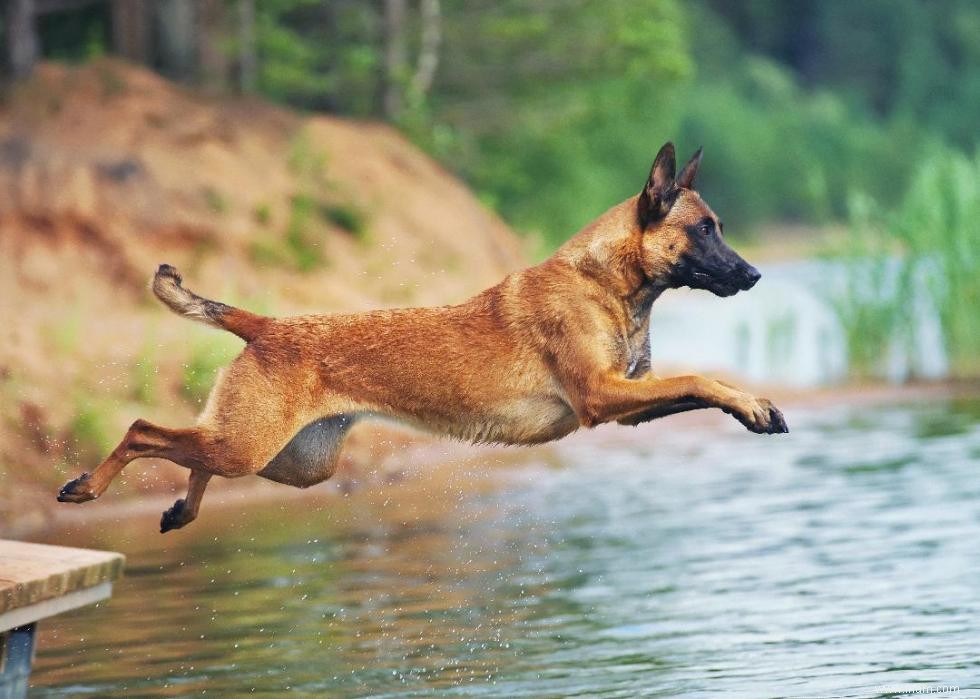 Les plus grandes races de chiens 