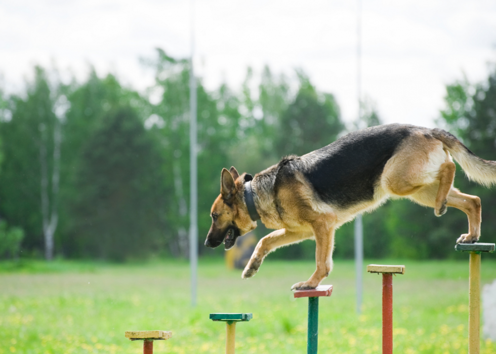 Les plus grandes races de chiens 