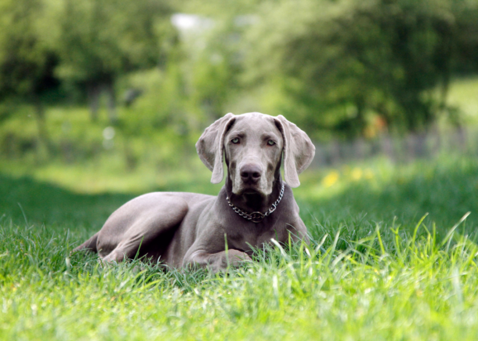 Les plus grandes races de chiens 