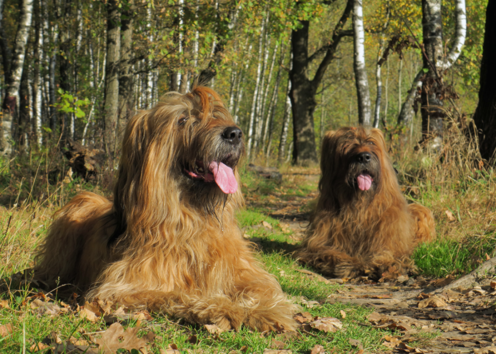 Les plus grandes races de chiens 