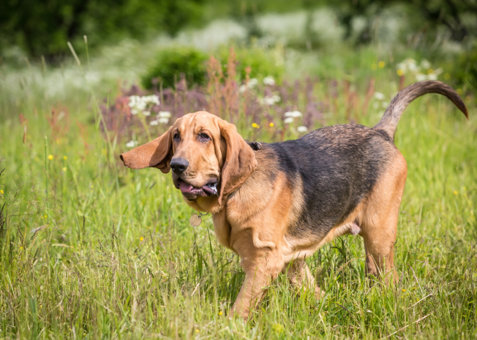 Les plus grandes races de chiens 