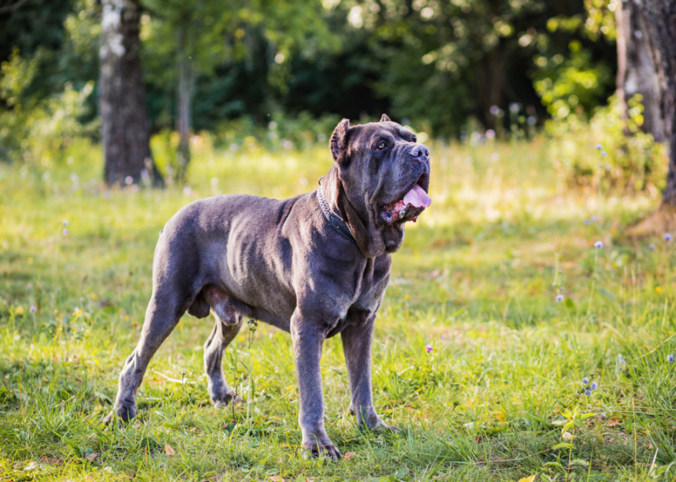 Les plus grandes races de chiens 