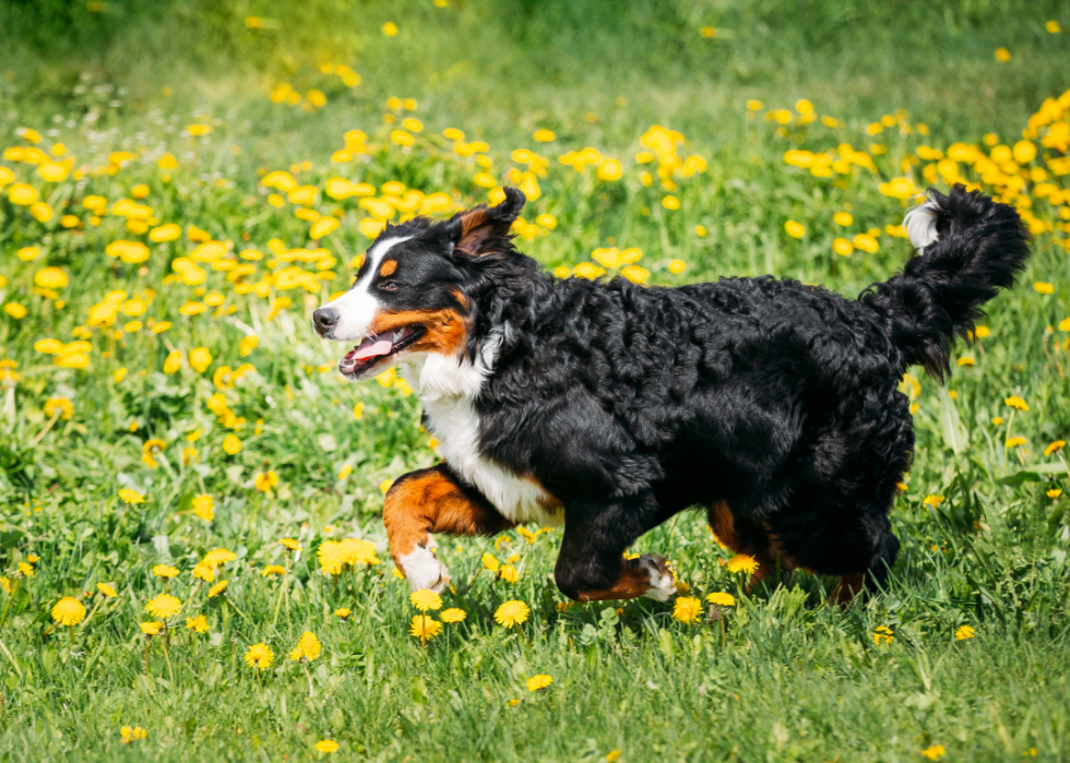 Les plus grandes races de chiens 