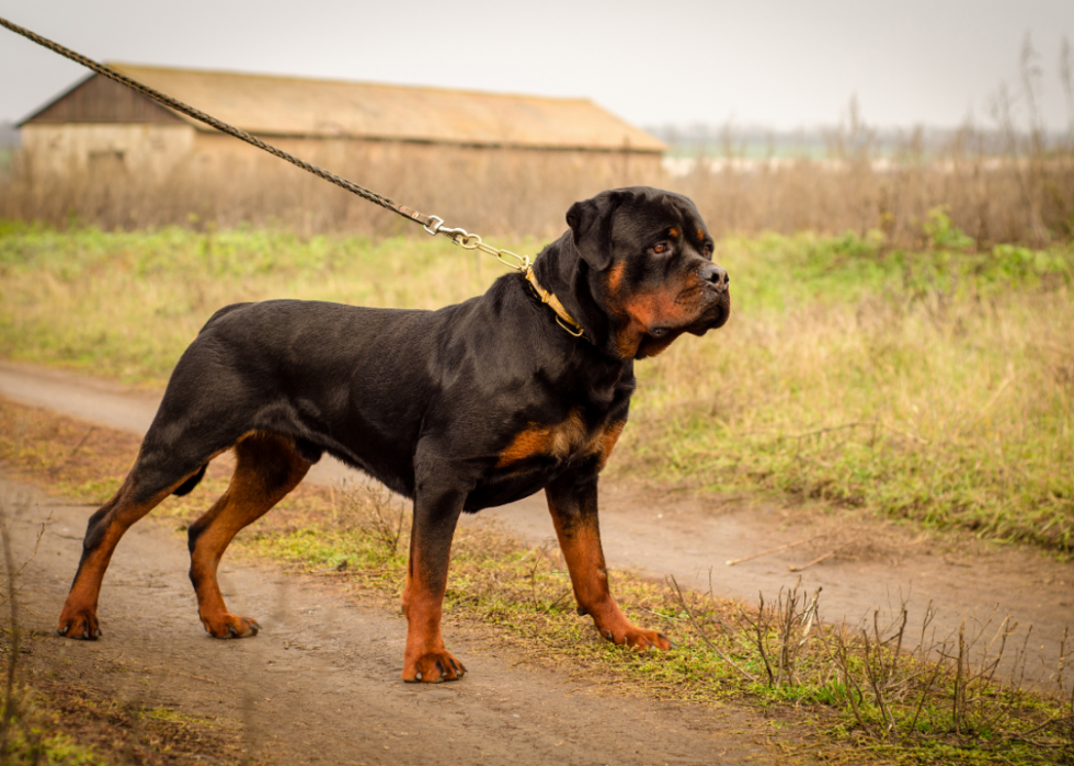 Les plus grandes races de chiens 