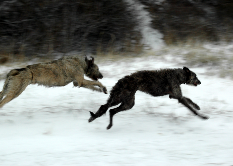 Les plus grandes races de chiens 