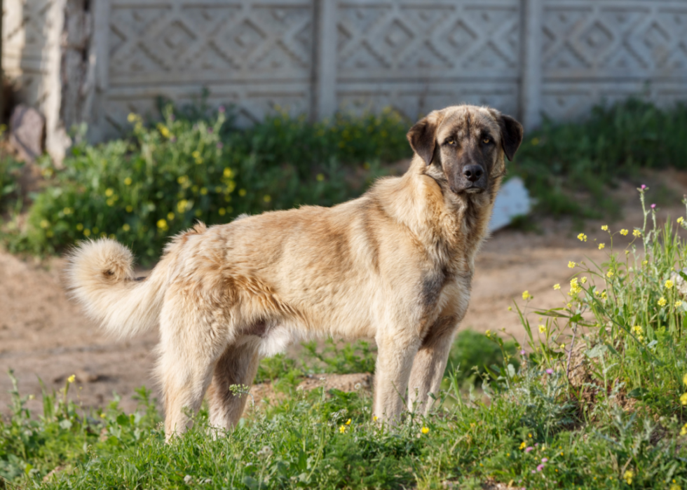 Les plus grandes races de chiens 