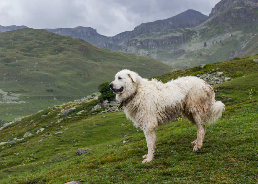 Les plus grandes races de chiens 