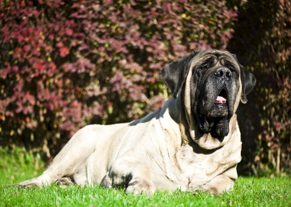 Les plus grandes races de chiens 