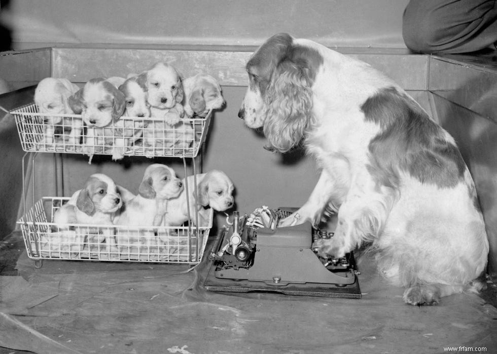 Photos vintage des races de chiens les plus populaires d Amérique 