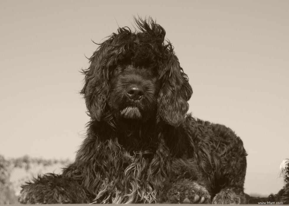 Photos vintage des races de chiens les plus populaires d Amérique 