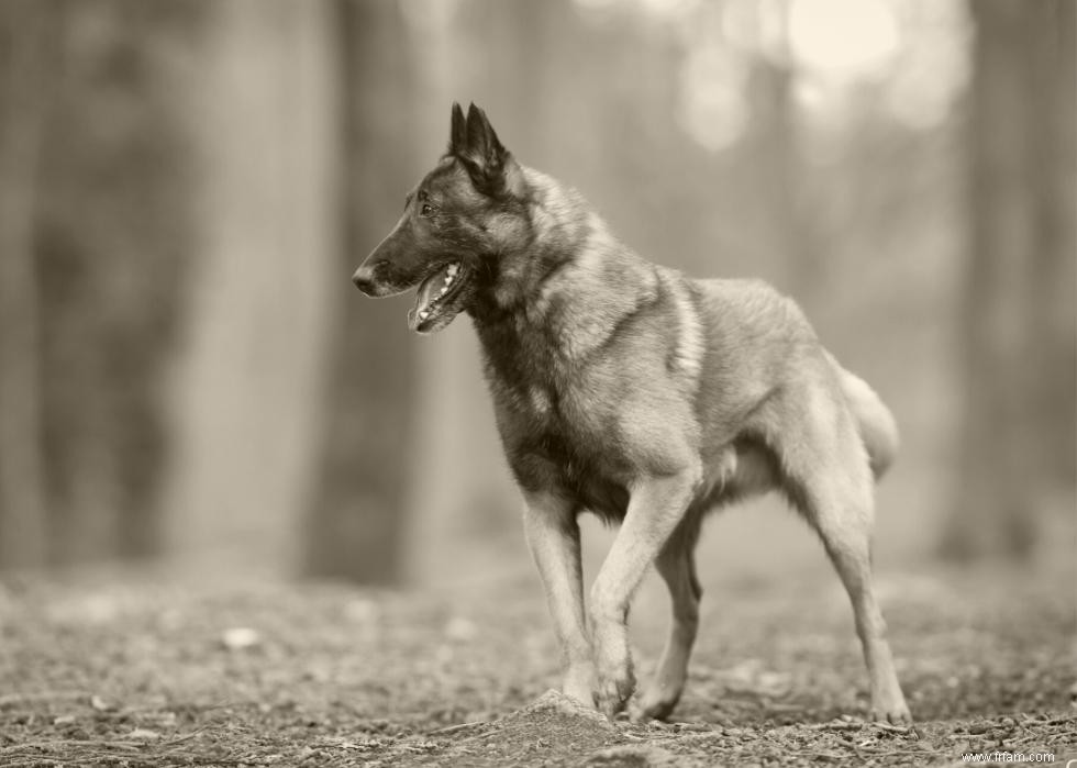 Photos vintage des races de chiens les plus populaires d Amérique 