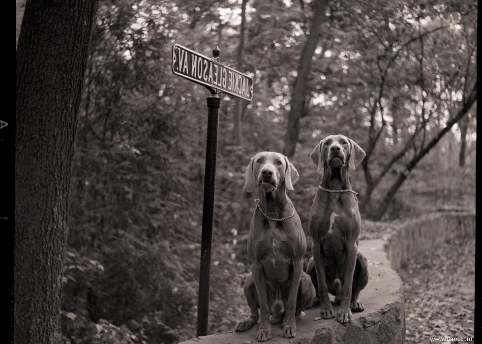 Photos vintage des races de chiens les plus populaires d Amérique 