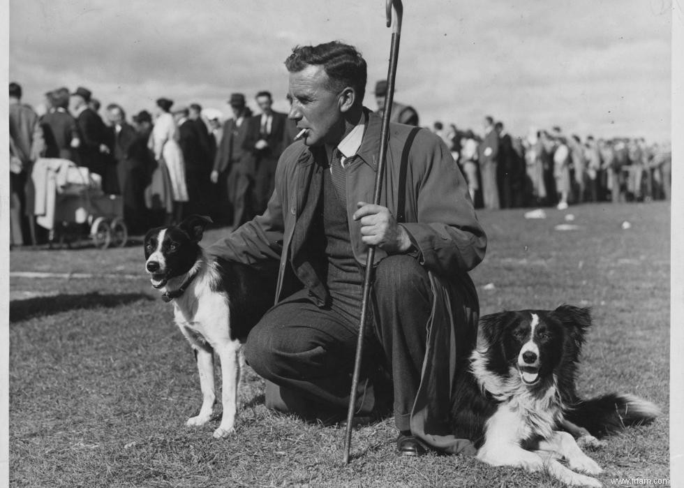 Photos vintage des races de chiens les plus populaires d Amérique 