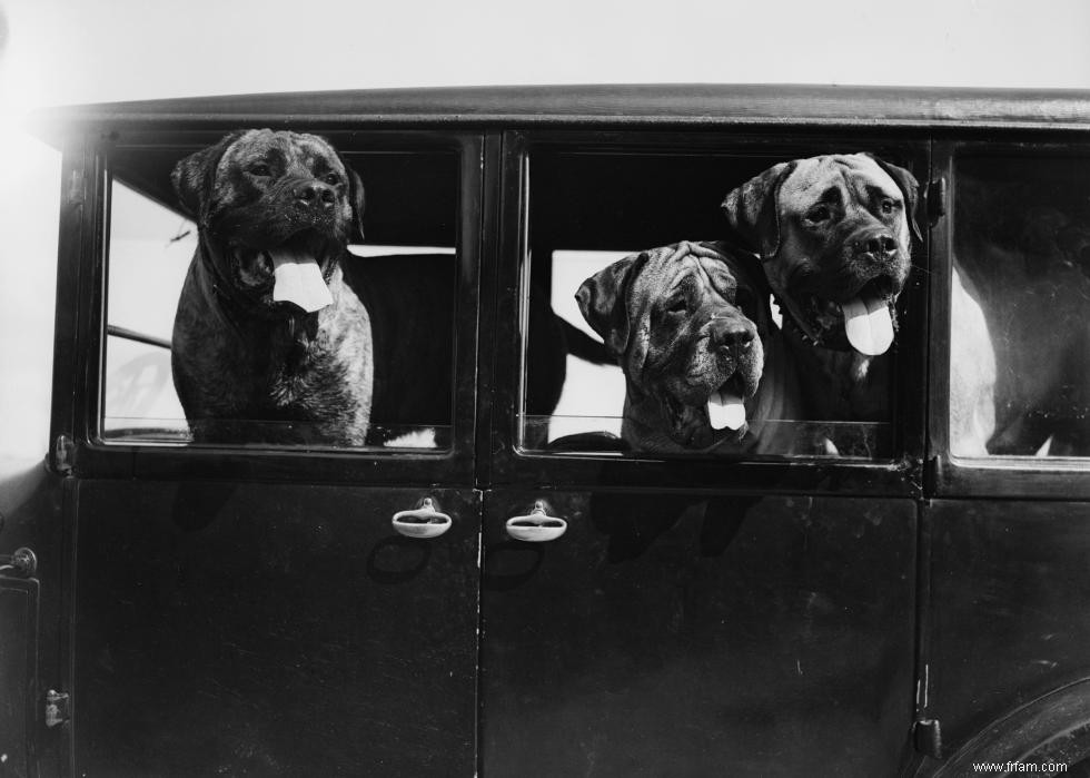 Photos vintage des races de chiens les plus populaires d Amérique 